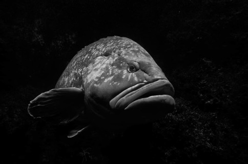 Dusky grouper