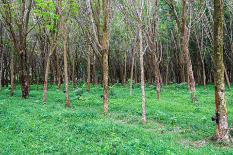 Rubber tree