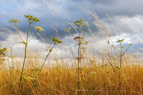 Wild carrot