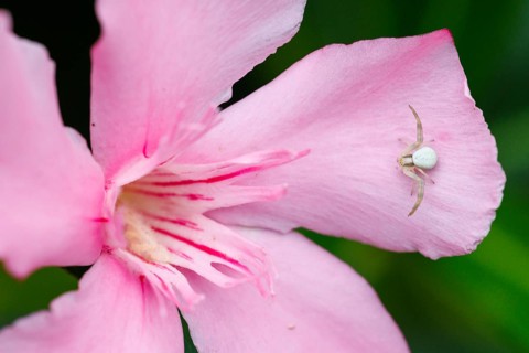 Goldenrod crab spider