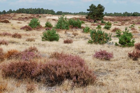 Heath blossom in the Hoge Veluwe National Park