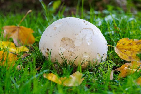 Giant puffball