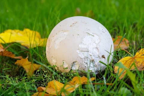 Giant puffball