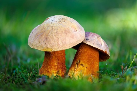 Lurid bolete