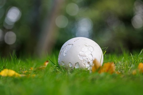 Giant puffball