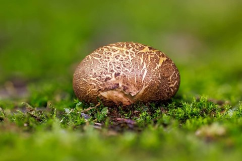 Earthball