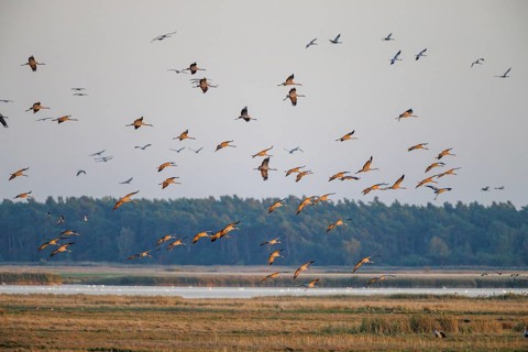 Common crane