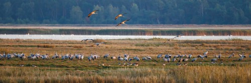 Common crane