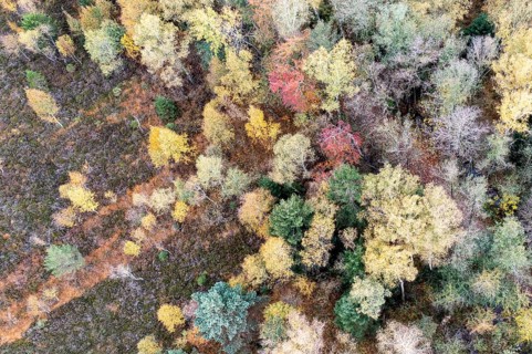 Autumn in the Kendlmuehlfilzen high moor