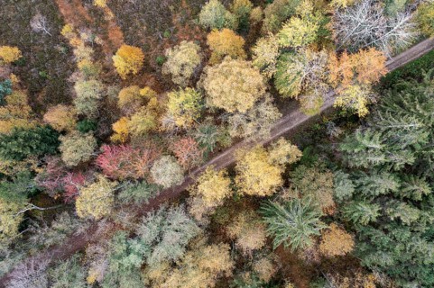 Autumn in the Kendlmuehlfilzen high moor