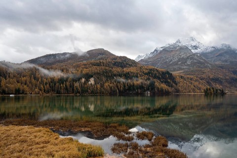 Lake Sils with colourful larches in autumn