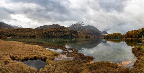 Lake Sils with colourful larches in autumn