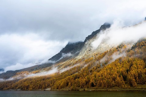 Lake Sils with colourful larches in autumn