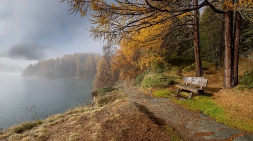 Lake Sils with colourful larches and fog in autumn