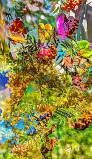 Creative plants