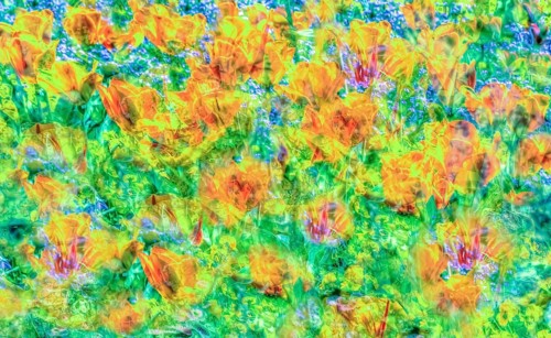 Flowers creative