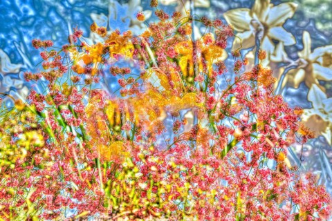 Flowers creative