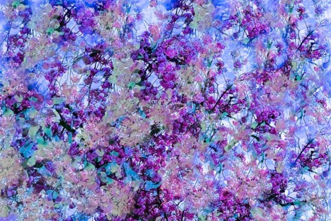 Flowers creative
