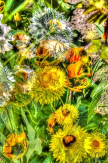 Flowers creative