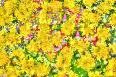 Flowers creative