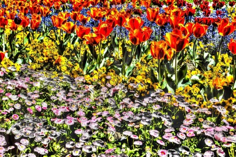 Creative flowers