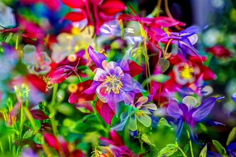 Flowers creative
