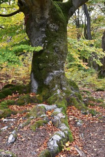 Old beech in the Hutewald Halloh near Alberthausen