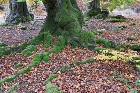 Old beech trees in the Hutewald Halloh near Alberthausen