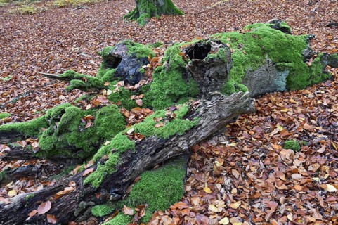 Old beech in the Hutewald Halloh near Alberthausen