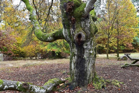 Old beech in the Hutewald Halloh near Alberthausen