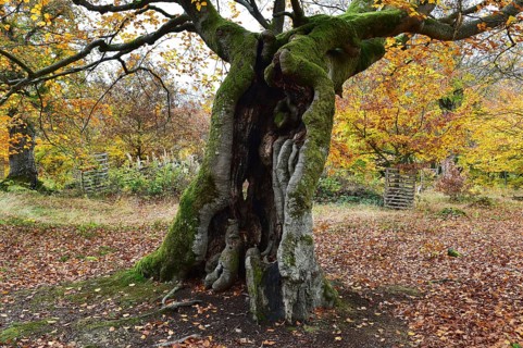 Old beech in the Hutewald Halloh near Alberthausen