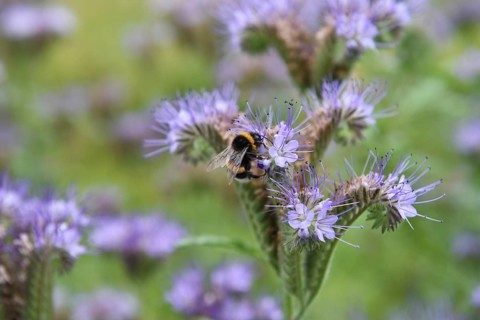 Bumblebee