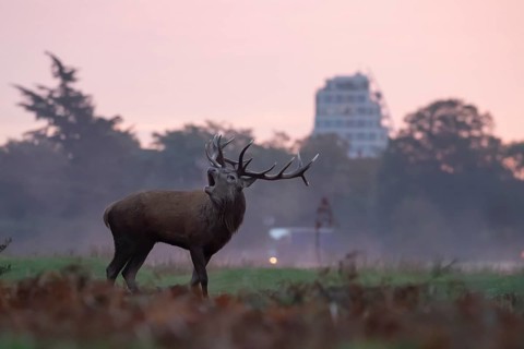 Red deer