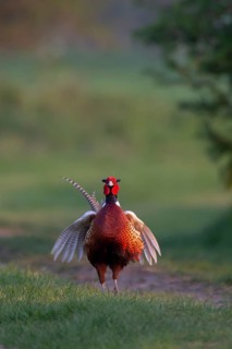 Common or Ring-necked pheasant