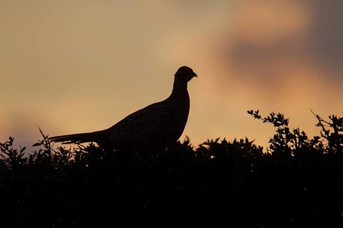 Common or Ring-necked pheasant