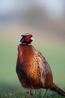 Common or Ring-necked pheasant