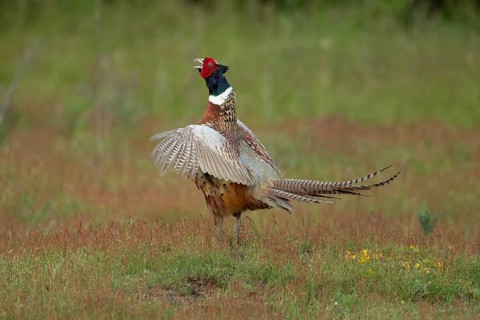 Common or Ring-necked pheasant
