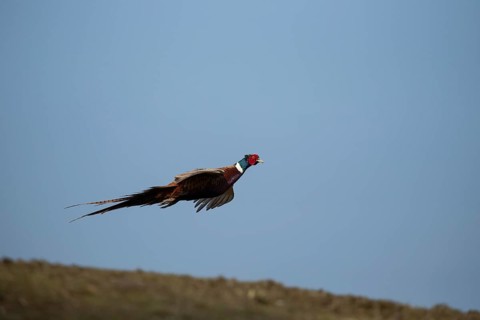 Common or Ring-necked pheasant