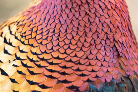 Common or Ring-necked pheasant