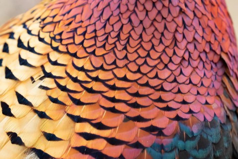 Common or Ring-necked pheasant