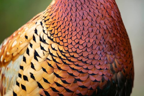 Common or Ring-necked pheasant