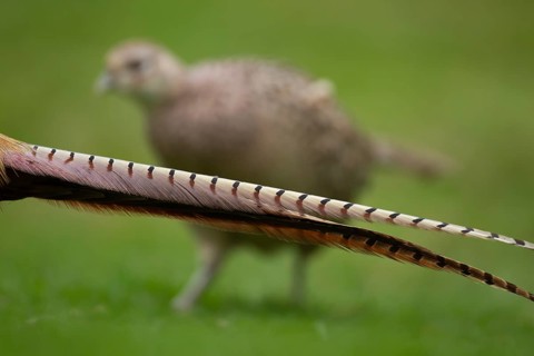 Common or Ring-necked pheasant