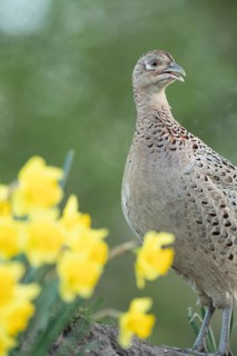 Common or Ring-necked pheasant