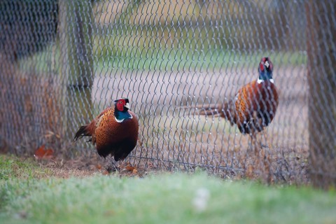 Common or Ring-necked pheasant