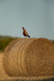 Common or Ring-necked pheasant