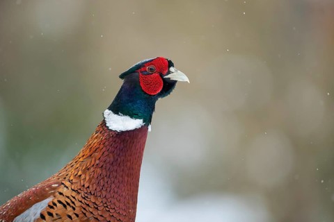 Common or Ring-necked pheasant