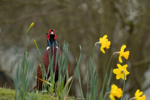 Common or Ring-necked pheasant