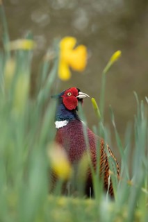 Common or Ring-necked pheasant