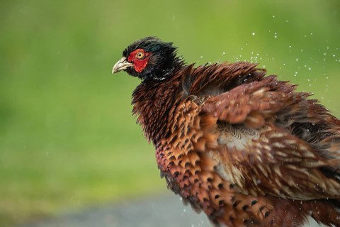 Common or Ring-necked pheasant