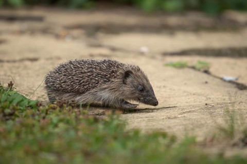 European hedgehog